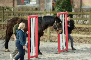 l'équicoaching accélère la prise de conscience et favorise la conduite du changement