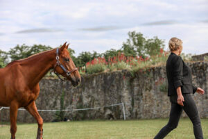 Comment le cheval nous apprend à mettre un cadre