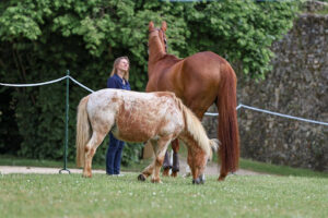 l'equicoaching et la transformation d'entreprise